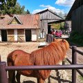 Einzigartig: Ein Barkastreffen auf einem Islandpferde-Gestüt!